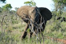 Afrikanischer Elefant (26 von 131).jpg